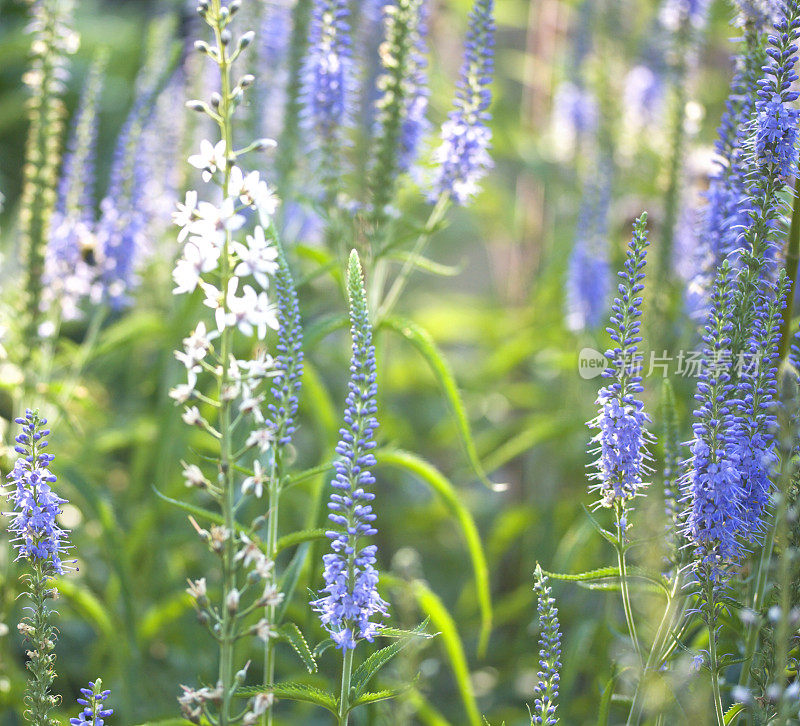 Blue Veronica和White Loosestrife